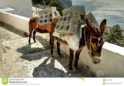 burros-laden-concrete-blocks-burdened-building-narrow-street-greece-52661388.jpg
