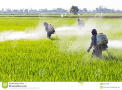 farmer-spraying-pesticide-rice-field-protection-pest-65756542_1334457.jpg